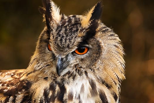 Siberian eagle owl