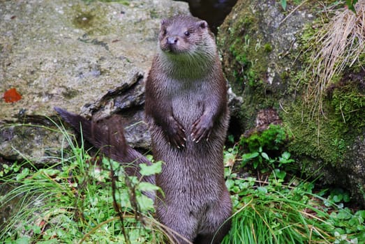Otter Lutrinae otter Lutra Lutra mammal predator