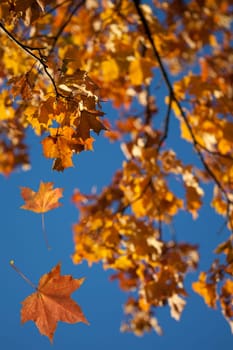 Autumn park trees with yellow leaves in the wood