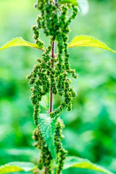 Stinging nettle,Urtica dioica with seed stand