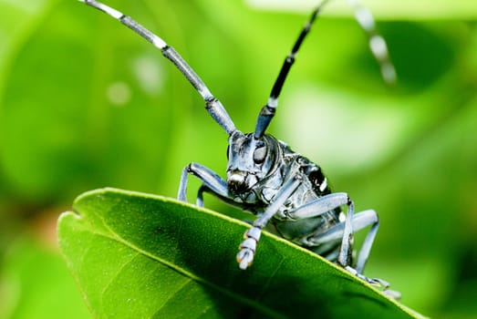 Beetles