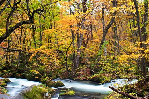 Autumn Colors of Oirase Stream at Aomori,Japan