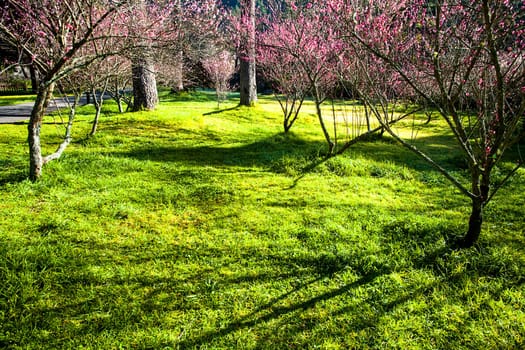 Plum flower tree in the garden, spring bloom.