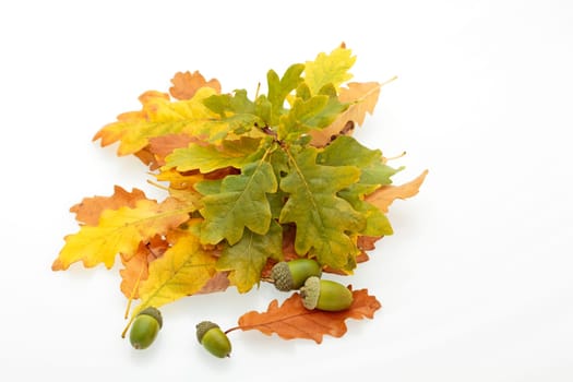 oak leaves in shades of brown, orange, yellow and green, and acorns on a white background
