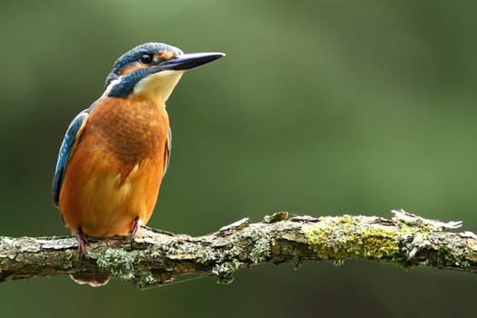 Kingfisher Alcedo atthis