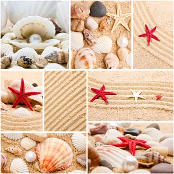 Collage of summer seashells. collection of seashells. pearl on the seashell . The exotic sea shell . Treasure from the sea.