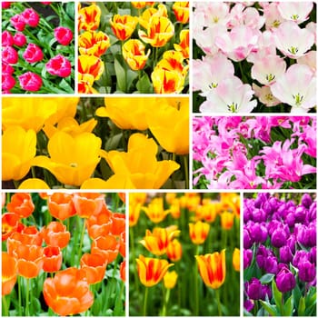 Tulips collage. Spring flowers