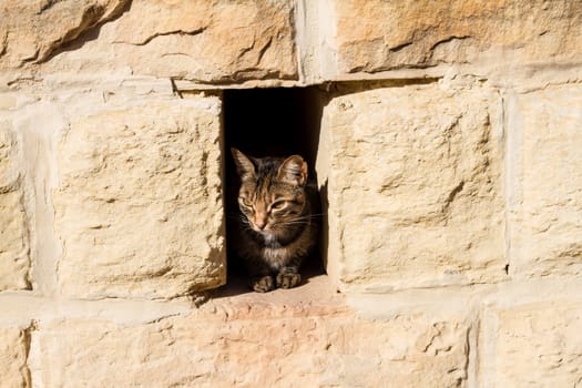 A cat looking from a hole in the wall.