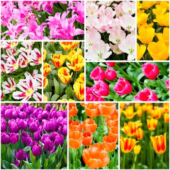 Tulips collage. Spring flowers