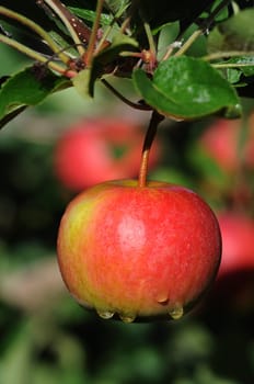 Apples without (New York)