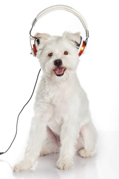 dog listening to music with headphones  isolated on white background.