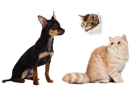 portrait of dog and cat.