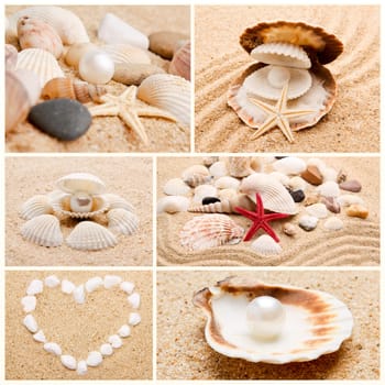 collection of seashells. pearl on the seashell . The exotic sea shell . treasure from the sea.