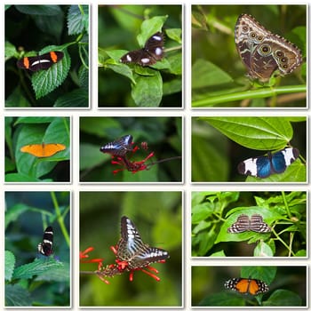 Butterfly Collage. Collection of colored butterflies