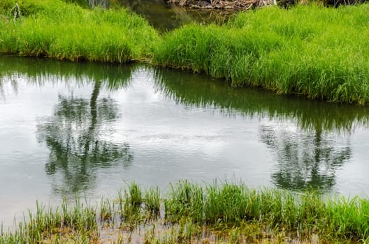 Trees reflected in a stream that is slowly meandering past