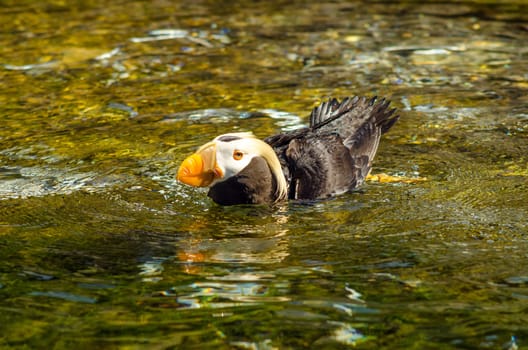 Puffin bird swimming in a pool of water in Newport, Oregon