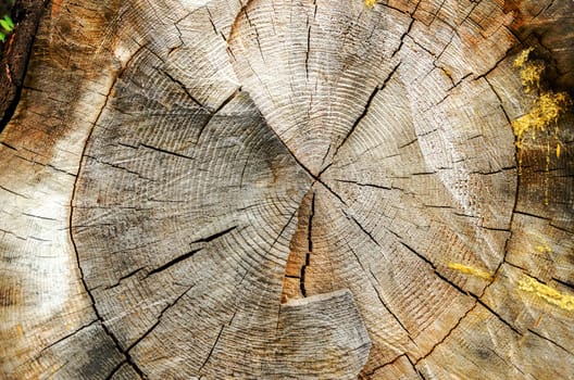 Texture of a cross section of a pine tree
