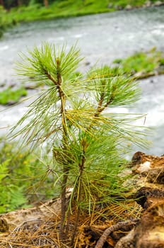 Small pine tree sapling growing in a forest