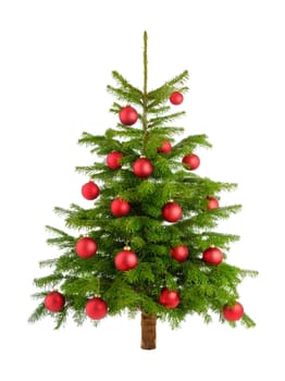 Studio shot of red-decorated Christmas tree on white