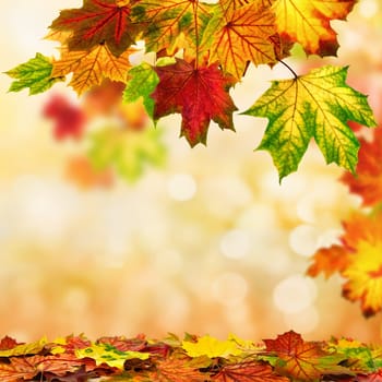 Autumn background with colorful foliage in foreground and blur in background