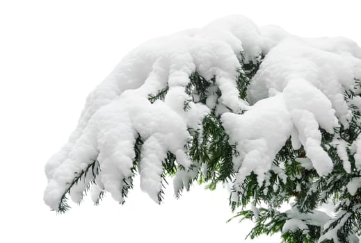 Fir branch thickly covered with snow on a white background