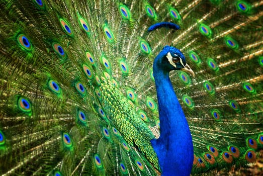 A peacock shows its feather splendour,with a slight lateral perspective for room depth