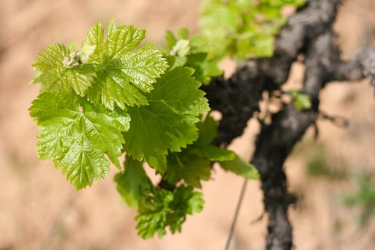 Single vine branch