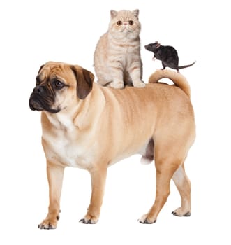 Dog, cat  and mouse isolated