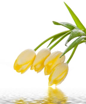 Beautiful bouquet of yellow tulips on a white background.