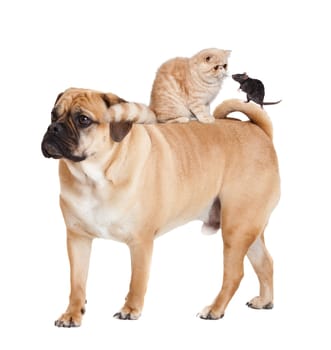 Dog, cat  and mouse isolated