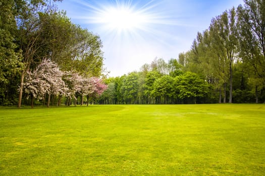 green field and trees. Summer landscape with green gras