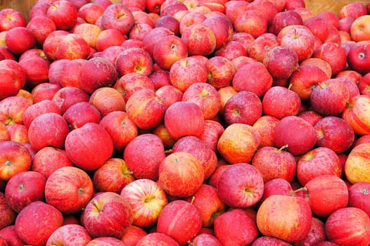 Apples without (New York)