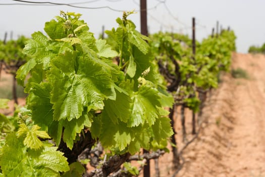 Single vine branch