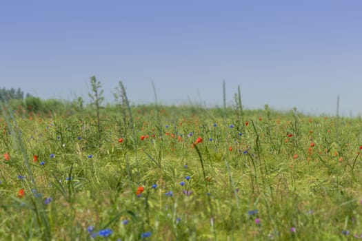 Flower meadow with poppies,cornflowers and vetches
