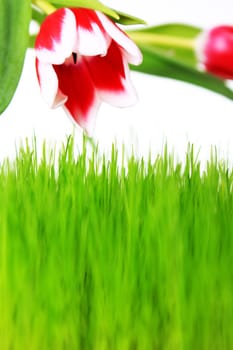 Tulips and meadow exposed with white background