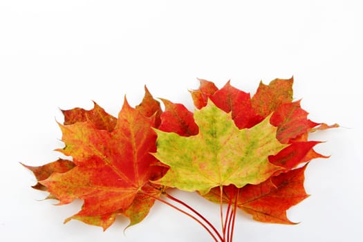colorful leaves autumnal