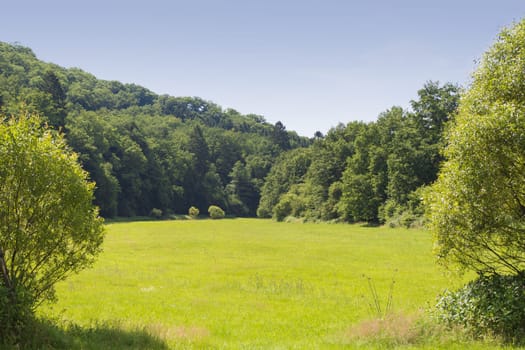 A sunny clearing in the forest