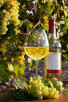 Wine in the sunny autumn