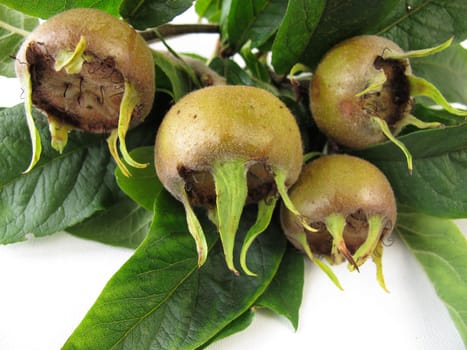 Medlar sprigs with fruits