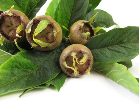 Medlar sprigs with fruits