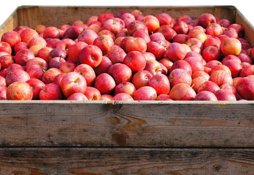 Apples without (New York)