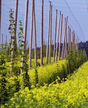 Hops and rapeseed