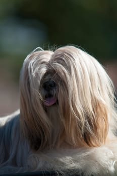 dog with long hair