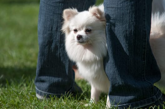 scared white chihuahua