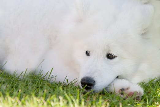 adorable samoyed puppy