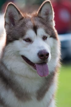 portrait of siberian husky