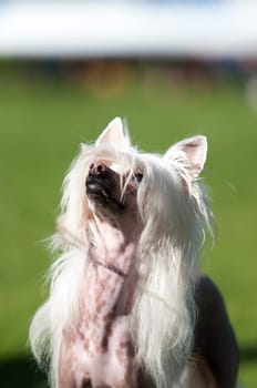 chinese crested dog