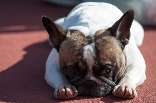 sad white pug laying