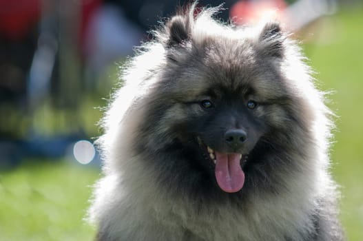 keeshound,keeshond