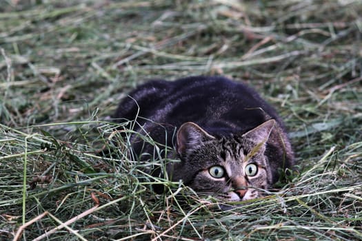 Hunting mice in the hay